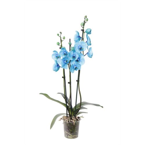Фаленопсис голубой (Phalaenopsis blue)